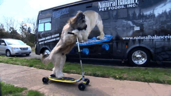 Norman_scooter_dog