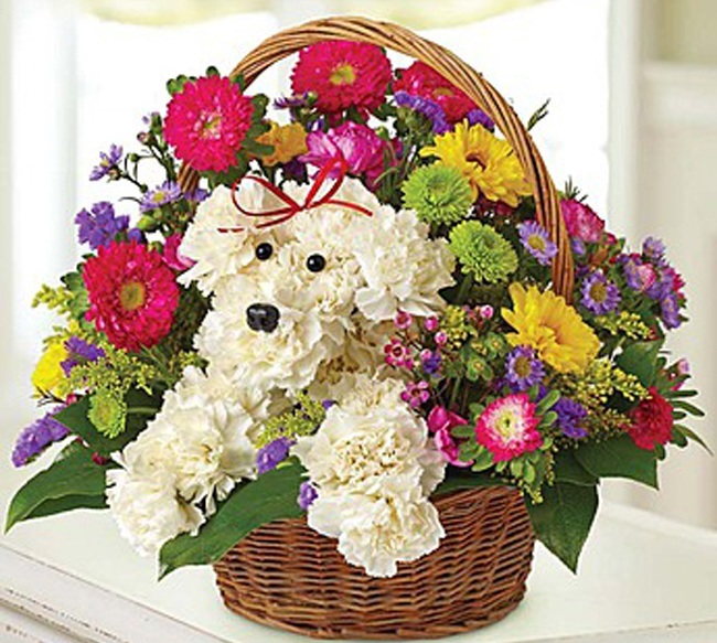 Dog in a basket flowers