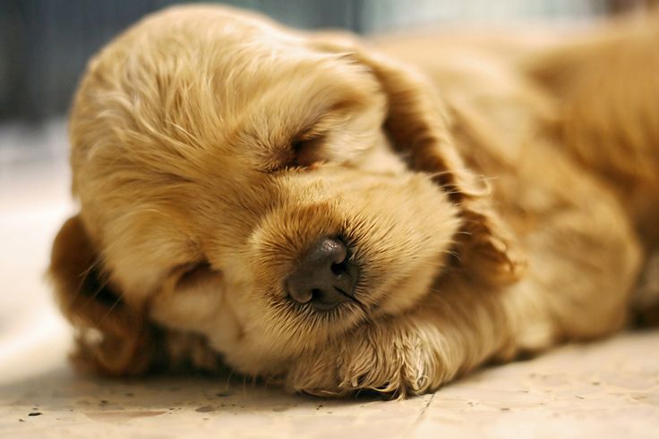 funny sleepy puppy