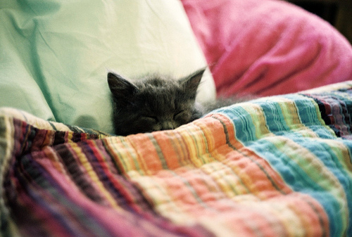 sleepingpuppycat