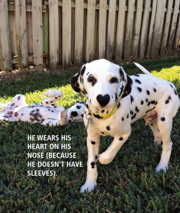 Dalmatian with a heart-shaped nose