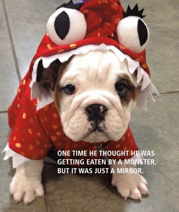 Dog in a Monster Costume