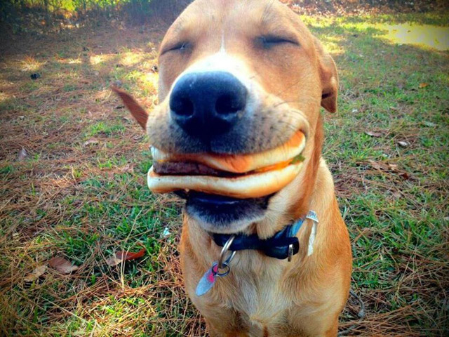 happy_dog_hamburger