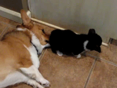 dog-sniffing-butt-gif