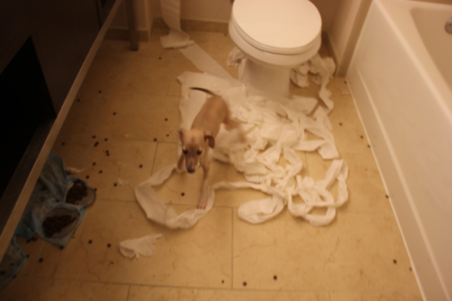 Seems like these pups took a lesson from Keith Moon in trashing hotels... 
