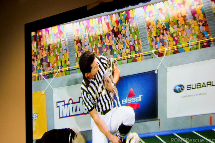 Be sure to watch the Puppy Bowl during the Super Bowl to see how they did! <3