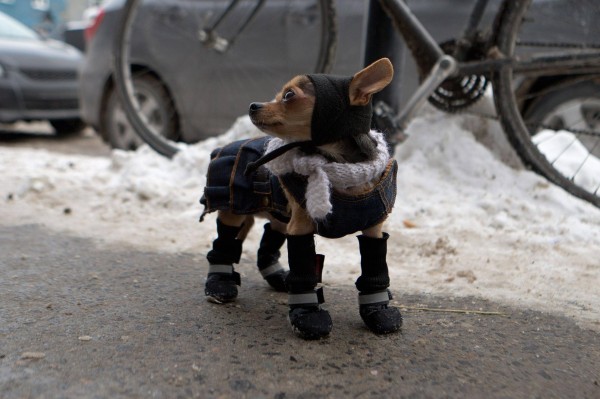 Dogs winter