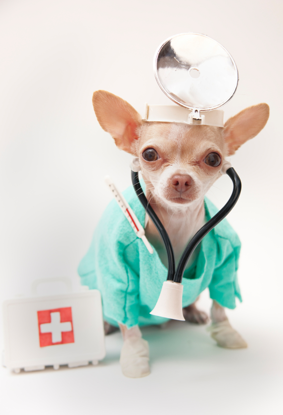 dogdoctor