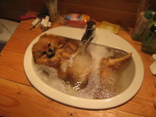 pomeranian puppy dog taking bath in the sink dog bath