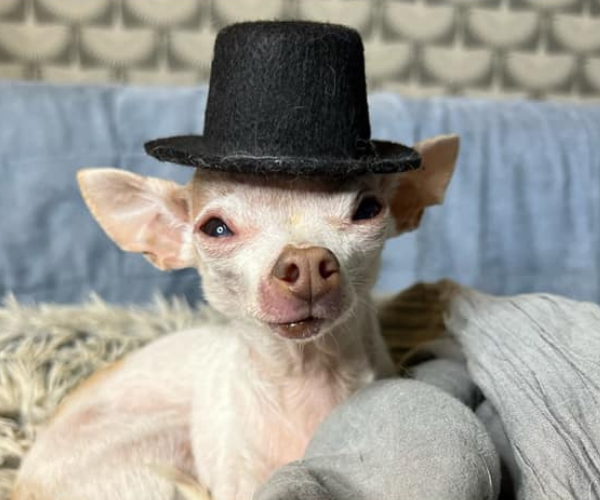 Dog wearing top hat
