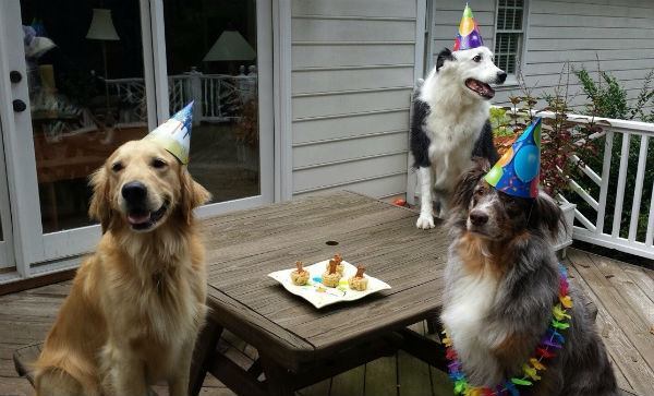 4q1hm-birthday-dogs