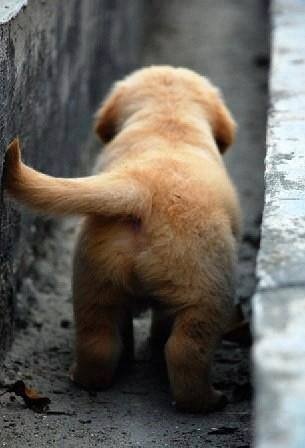 puppy that butt so delicious