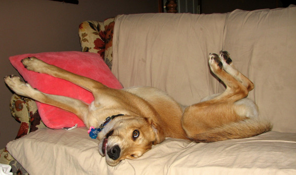 Dog sprawled on couch