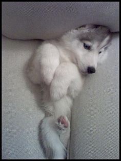 Husky stuck in couch