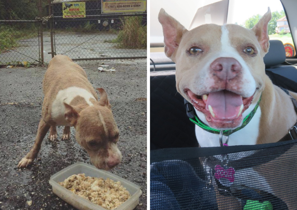 Coqui the pit mix before and after adoption