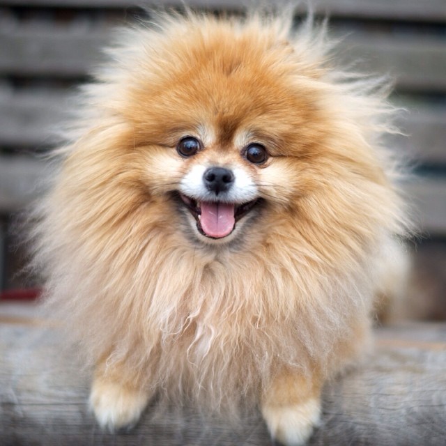 Amos, Pomeranian mix, Chelsea Waterside, The Dogist