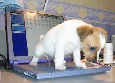 bad-dog-laptop