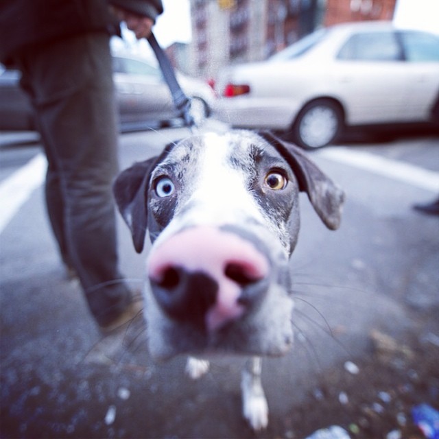 Messi, Catahoula Leopard Dog, Williamsburg,  The Dogist.