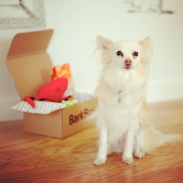 Clementine, Long-haired Chihuahua Mix, BarkBox HQ,  The Dogist. 