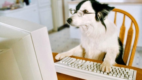 dog at computer