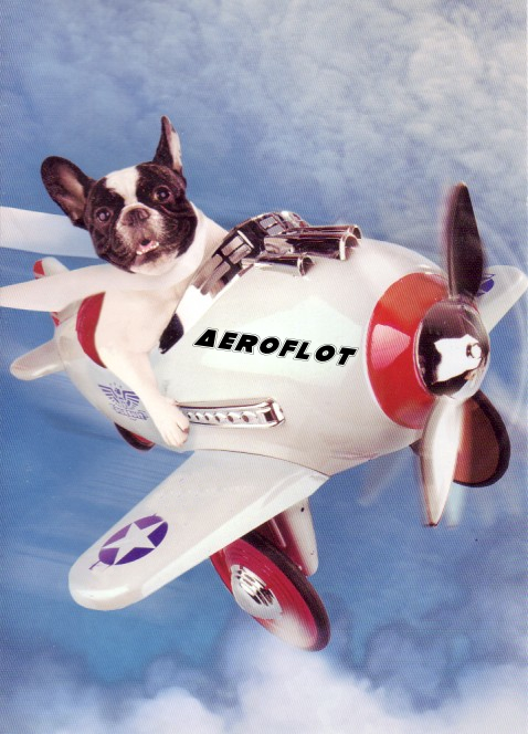 Go Aeroflot! Shoot them a tweet to encourage them to help the pupz! 