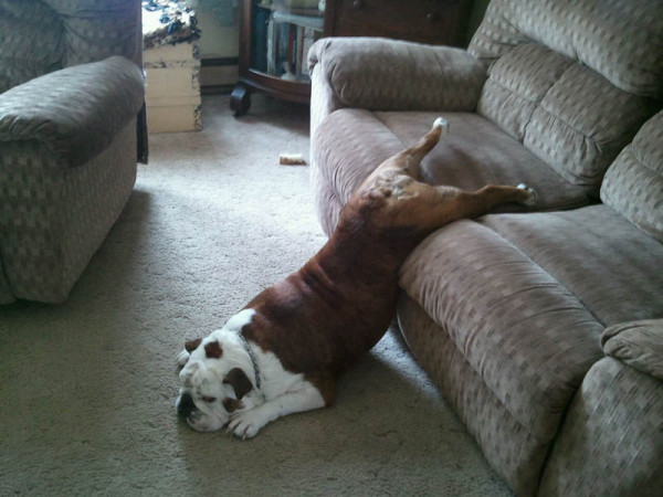 dog-sleeping-on-ground-and-couch-funny-2