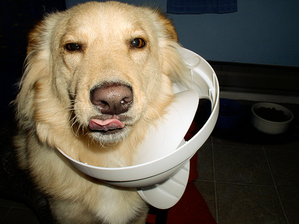 dog-with-trash-can