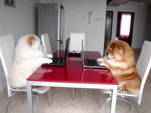 dogs computer