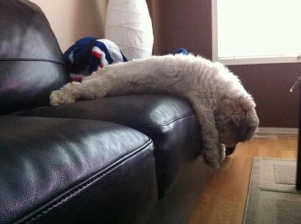 funny-dog-plank-on-sofa