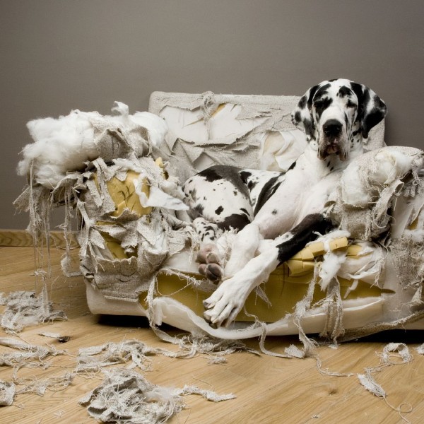 great_dane_torn_couch