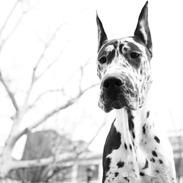 Massimo, Great Dane, Chelsea Waterside, The Dogist.