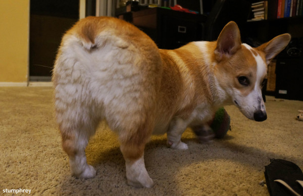 daaaaayyyuuumm puppy, look at that butt