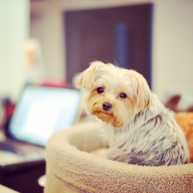 Office pup Tulip, aka "Toots," sits on a human desk. Photo by The Dogist.