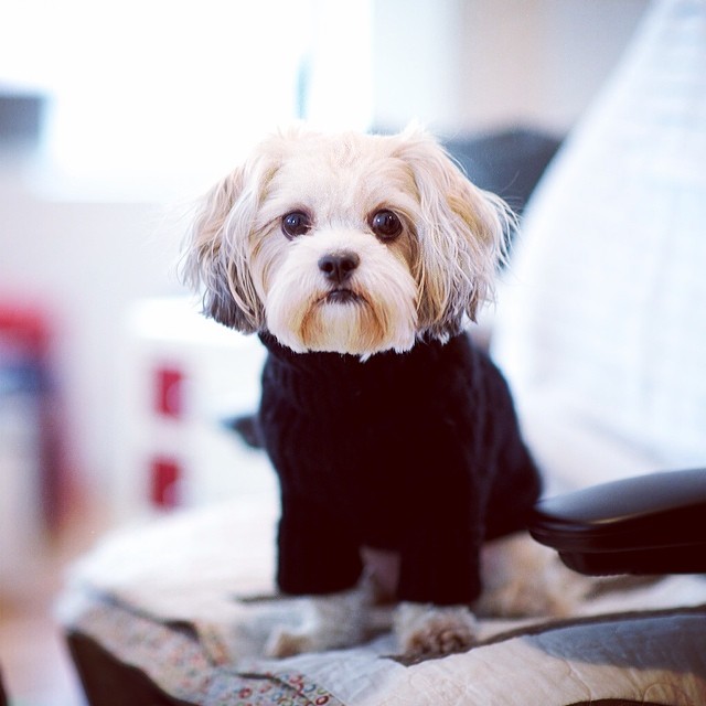 Frida Lovelace, one of the Bark & Co. original office pups. (Photo by The Dogist.)