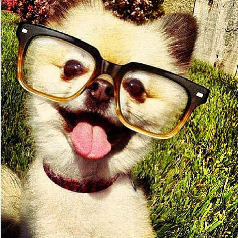 1 Hipster pup