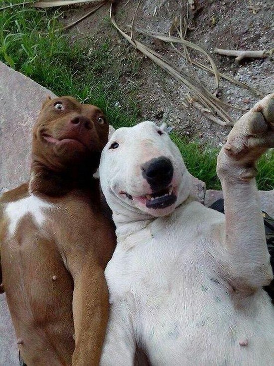20-Dog-Selfies-011