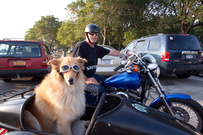 Collie-in-Sidecar