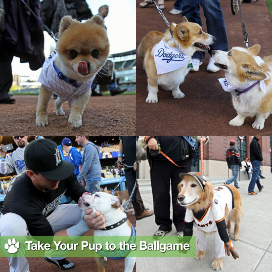 Dogs-Baseball-Games-Pictures