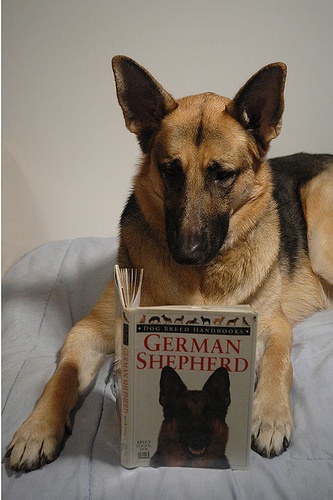 German shepherd reading