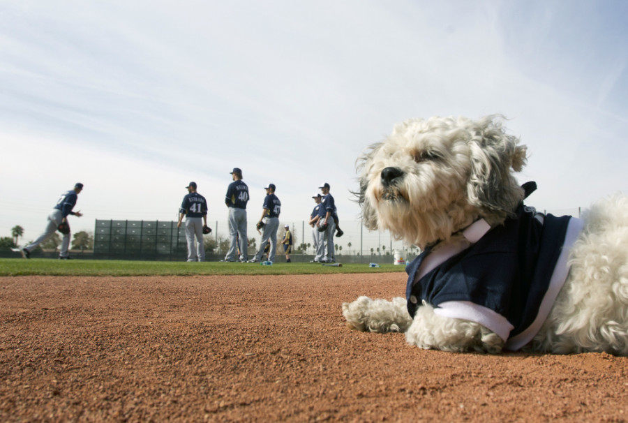 AP BREWERS HANK BASEBALL S A USA AZ