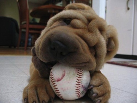 Puppy-Ball