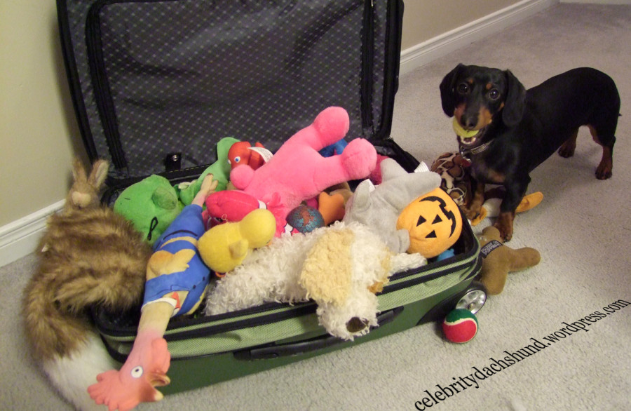 dachshund-packing-suitcase