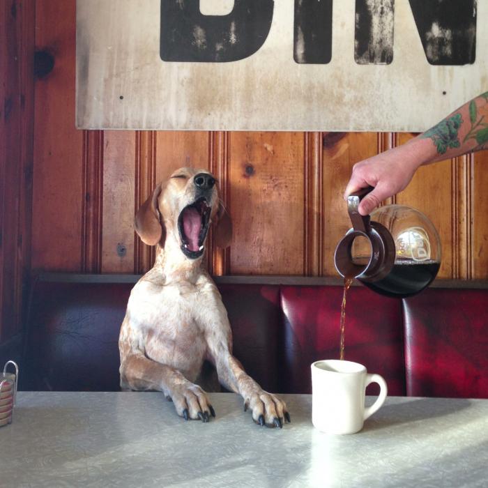 dog-cute-coffee-morning-yawn-cafe-1360695881