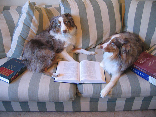 dog-studying