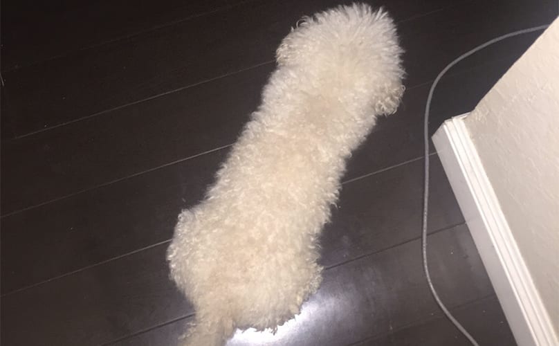furry-penis-dog-feature