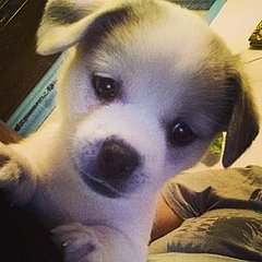 selfie-petsofinstagram-petgram-puppy-raks-nation