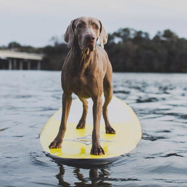 surfingdog