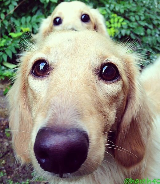two-dogs-doing-a-facebook-selfie