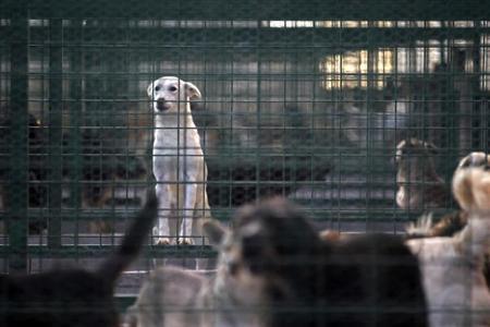A stray dog looks out from his kennel in a shelter outside of Bucharest.