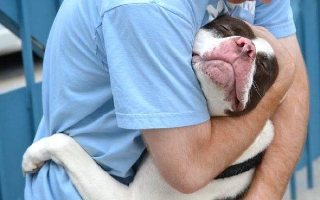 pit bull hugging owner